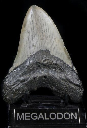 Bargain Megalodon Tooth - North Carolina #37344